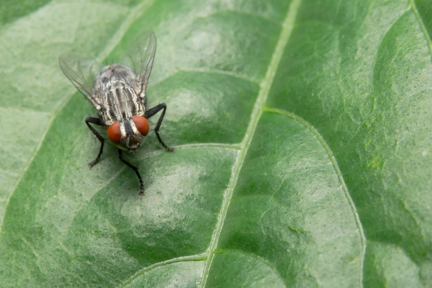 Foto de primer plano de una mosca en una hoja