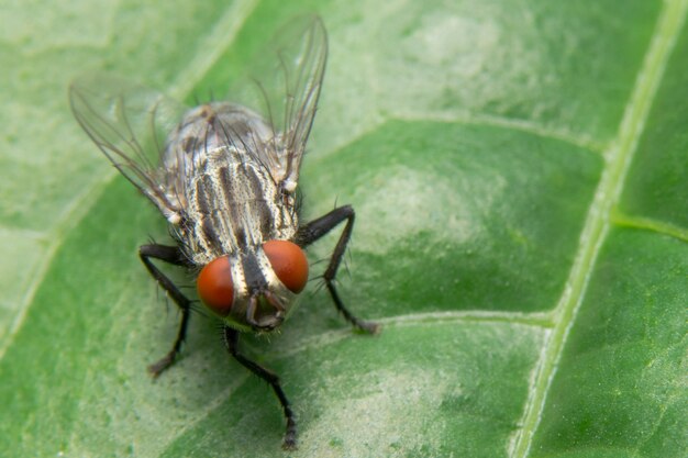 Foto de primer plano de una mosca en una hoja