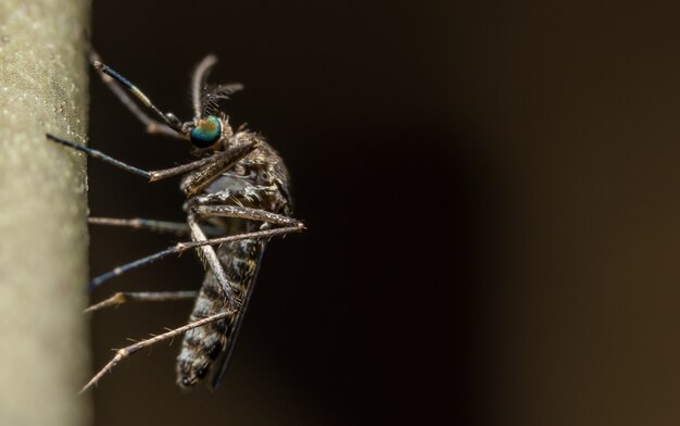 Foto de primer plano de mosquito en una rama