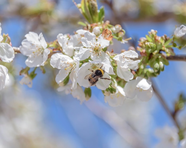 Foto de primer plano o macro de flor de cerezo o abejorro