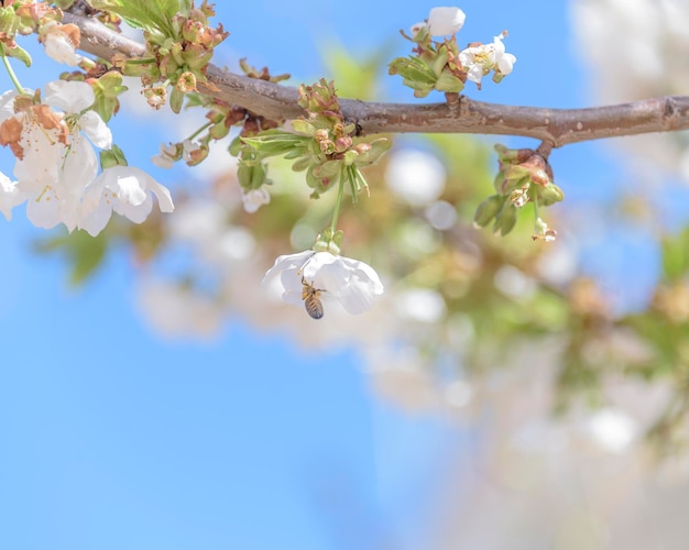 Foto de primer plano o macro de flor de cerezo o abejorro