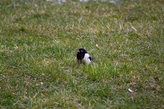 Foto de primer plano de pájaro blanco y negro