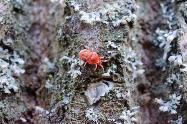 Una foto de primer plano del pequeño insecto en el bosque