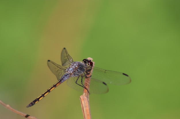 Foto de primer plano de perchas de libélula en la rama