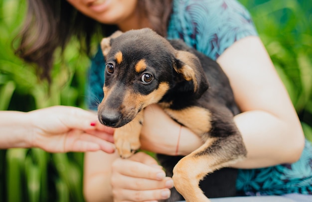 Foto foto en primer plano de un perro o cachorro divertido en una nueva familia después de ser rescatado del refugio mientras jugaba al aire libre