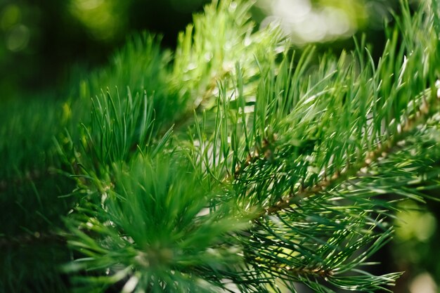 Foto de primer plano de pino de aguja verde. Agujas de pino borrosa en segundo plano.