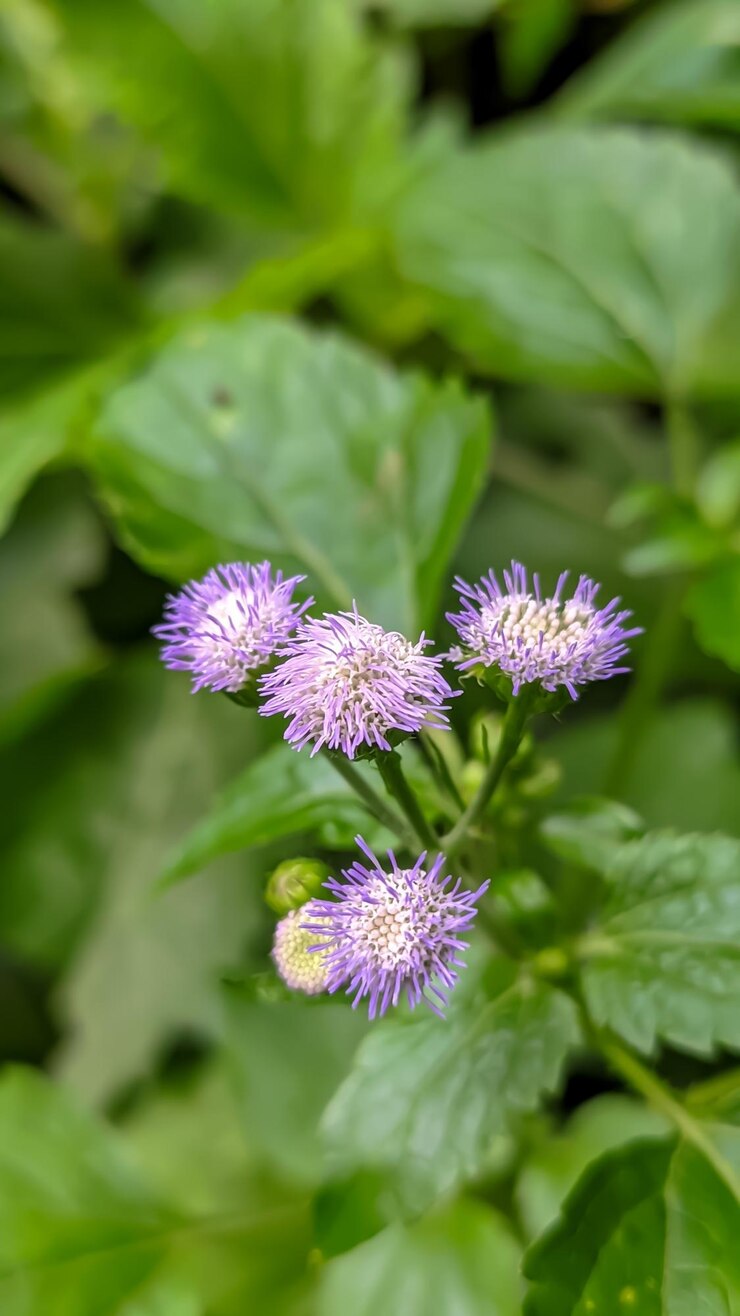 Foto foto de primer plano de la planta de flores bandotan o wedusan ageratum conyzoides