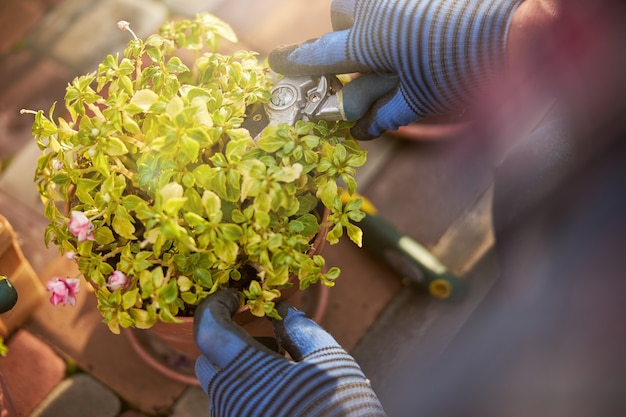 Foto de primer plano de una planta en maceta que un jardinero recorta con un par de alicates