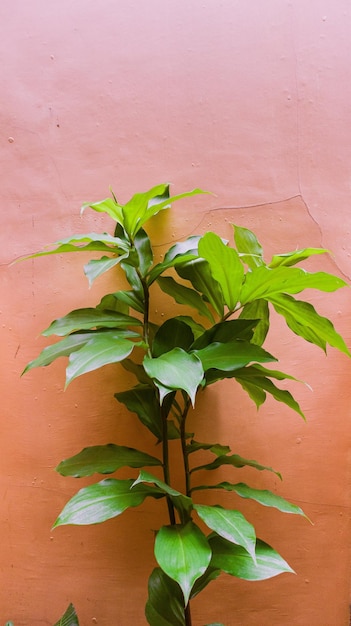 Foto foto en primer plano de la planta verde junto a la foto de la pared marrón