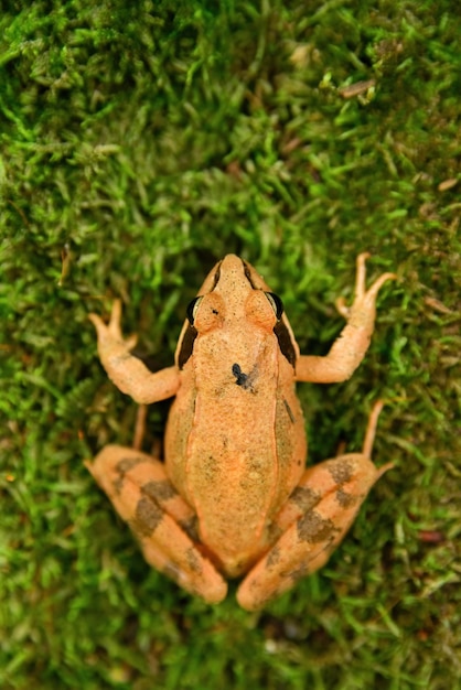 Foto foto de primer plano de una rana ágil rana dalmatina sentada en musgo