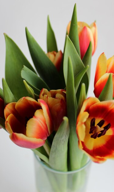 Foto en primer plano de tulipanes criados selectivamente con pétalos rojos y amarillos en un jarrón sobre fondo blanco.