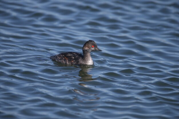 Foto de primer plano de un zampullín de cuello negro (Podiceps nigricollis) en plumaje de invierno shot nadando en las brillantes aguas azules del estuario