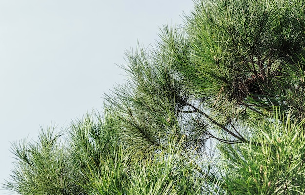 Foto del primer de las ramas de árbol de pino durante día de primavera soleado.