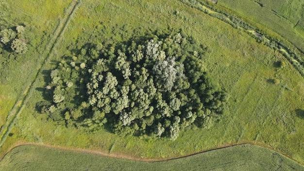 Foto de primera vista con drones voladores de la tierra con campos en el campo.