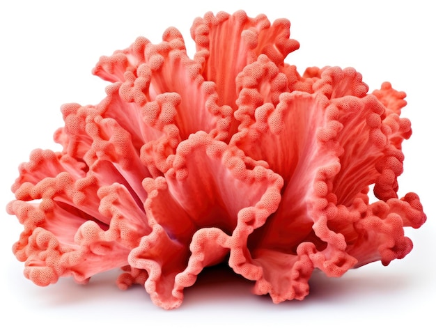 Foto profesional de corales coloridos tropicales aislada sobre fondo blanco