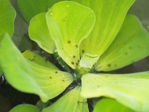 Foto de pulgones en la lechuga de agua.