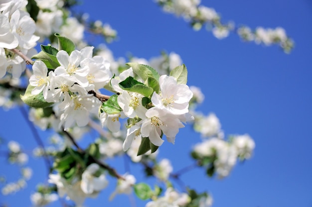 Foto de la rama de un árbol floreciente con flores blancas