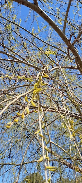 Foto de rama de árbol natural de tema de otoño