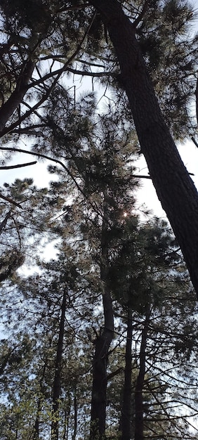 Foto de rama de árbol natural de tema de otoño