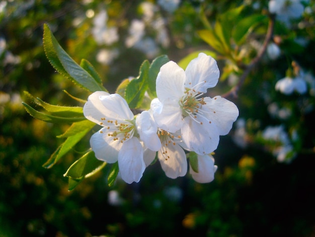 Foto de rama de flor de cerezo