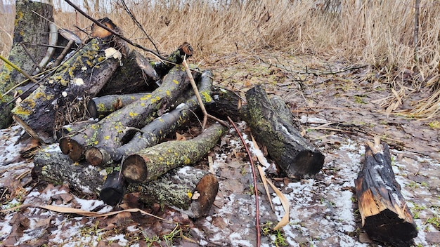 foto de ramas cortadas para encender un fuego