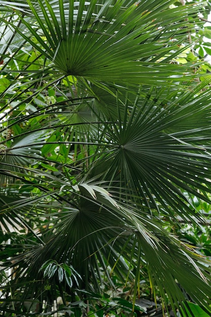 Foto real de patrón floral de hojas de palma tropicalHermoso bosque tropical con sol brillante brillando a través de los árbolesfondo para el concepto de verano tropical de diseño gráfico