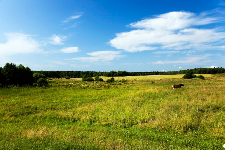 Foto foto realizada en la finca agrícola para la producción de productos agrícolas.