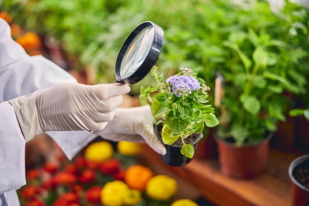 Foto recortada de un botánico con guantes de látex examinando la mistflower azul en la olla