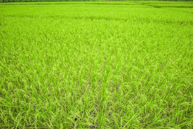 Foto recortada de un campo de arroz