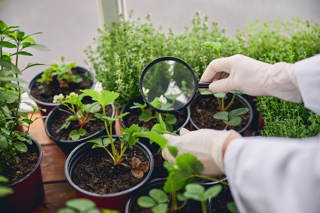 Foto recortada de um cientista biológico segurando uma lupa sobre mudas em um vaso de flores