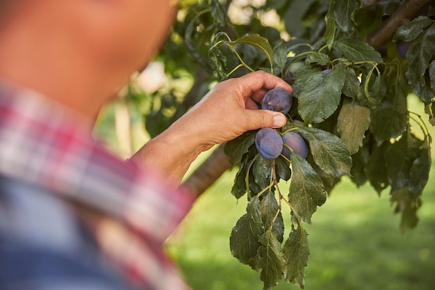 Foto recortada de um jardineiro vestindo uma camisa xadrez colhendo ameixas azuis de uma árvore