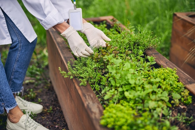 Foto recortada de uma cientista biológica com luvas de látex colhendo sementes de plantas em tubos de ensaio de vidro