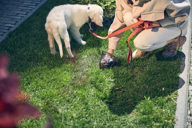 Foto recortada de uma jovem caucasiana catando excrementos de cachorro na grama