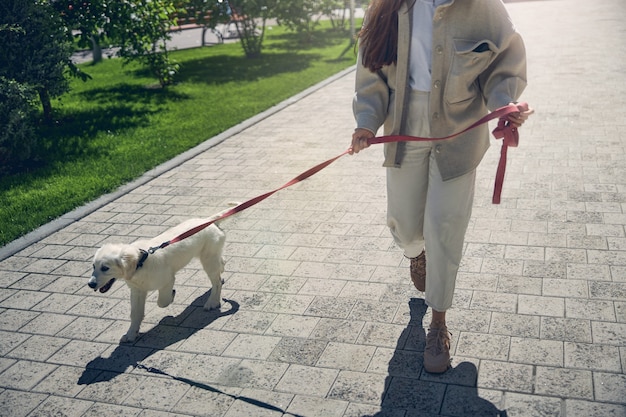 Foto recortada de una joven dueña de cabello oscuro que lleva a su lindo perro con una correa