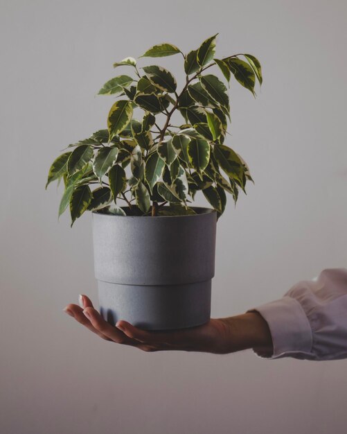 Foto recortada de una mujer joven sosteniendo una olla de ficus