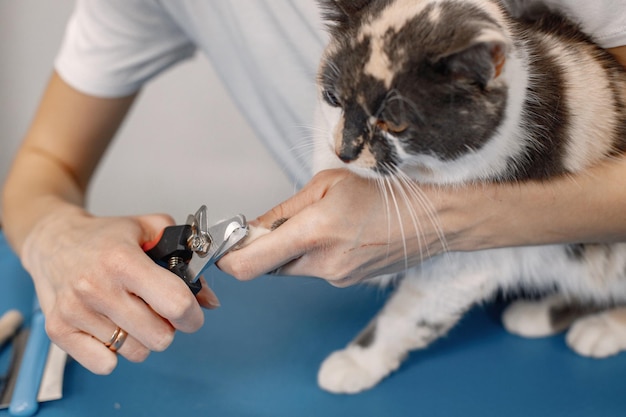 Foto recortada de la pata de un gato pequeño Procedimiento para el gato en el salón de peluquería Le están cortando las uñas al gato