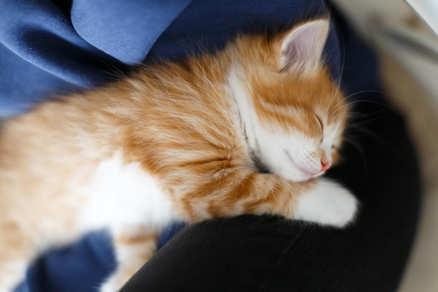 Foto recortada de un pequeño gatito rubio lindo durmiendo en los brazos de la niña concepto de animales domésticos