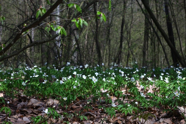 Foto foto de recreación al aire libre fuera de la ciudad en el bosque