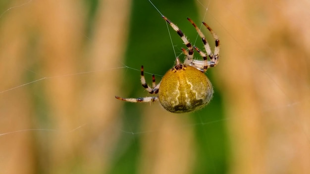 Foto de red de araña de bosque macro