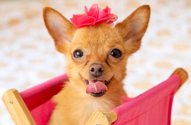 Foto foto de retrato de la cara de un perro lindo de mascota