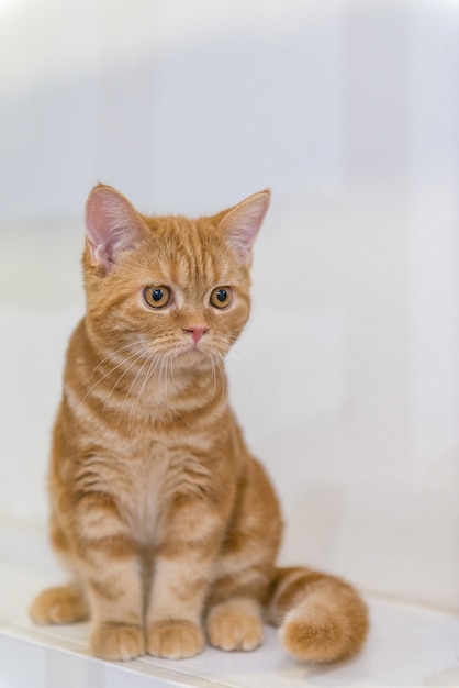 Foto retrato, de, cor vermelha, dobra escocesa, gato, com, sentando, ligado, tabela madeira