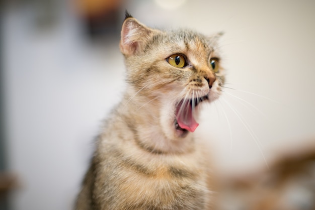 Foto foto del retrato del gato del pelo corto que abre la boca de par en par.