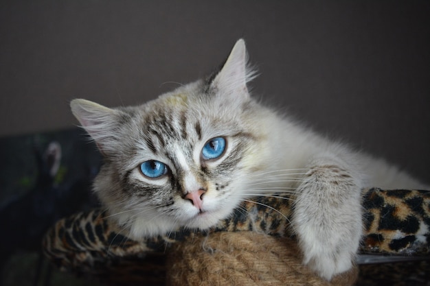 Una foto de un retrato de un gato de punto de foca con ojos azules.