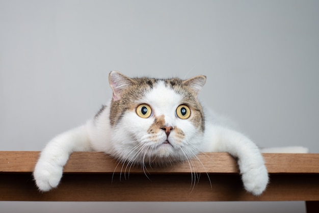Foto de retrato de gato Scottish fold con cara impactante y ojos bien abiertos.