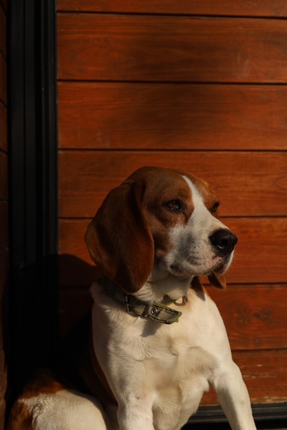 Foto de retrato de perro beagle