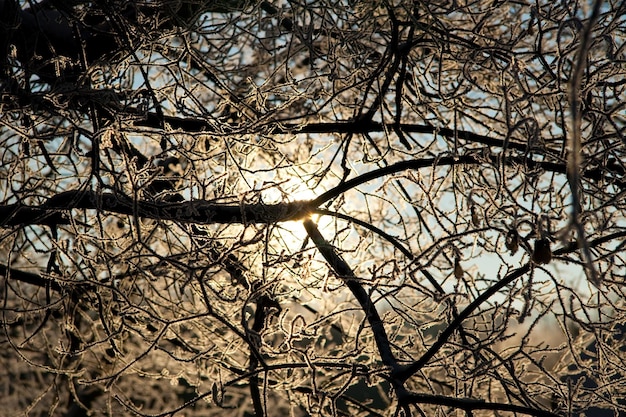 Foto el río cubierto de nieve no se congeló en inviernoEl río fluye en invierno Nieve en las ramas de los árboles Reflejo de nieve en el río Enormes ventisqueros yacen en la orilla del arroyo