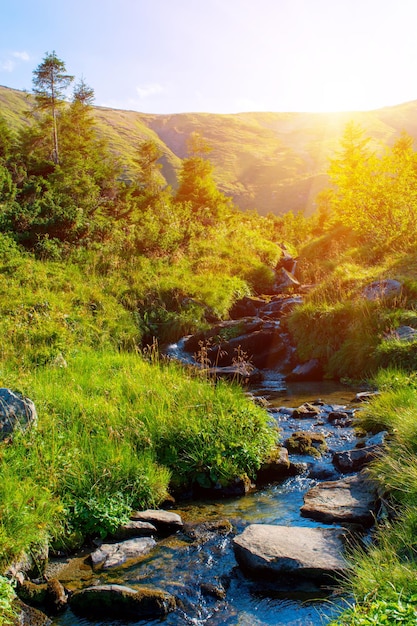 Foto de un río de montaña con un bosque de los Cárpatos verde y brumoso en el día de verano en las montañas con sol