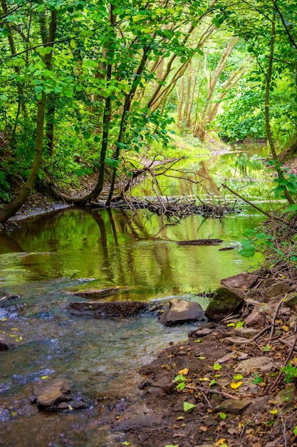 Foto del río de la montaña que fluye a través del bosque verde