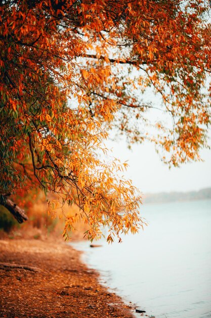 Foto del río de naranjos de otoño