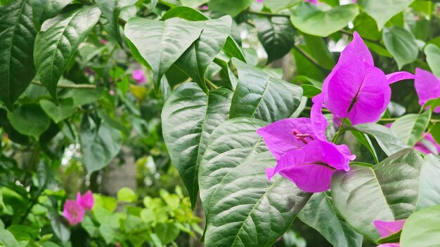 Foto foto rosa bougainvillea flor real linda